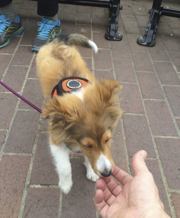 3-Month-Old Shetland Sheepdog Puppy In An Orange Vest Sniffing The Photographer's Hand