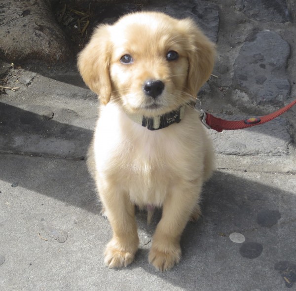 8-Week-Old Ridiculously Adorable Golden Retriever Puppy Sitting And Looking At The Camera