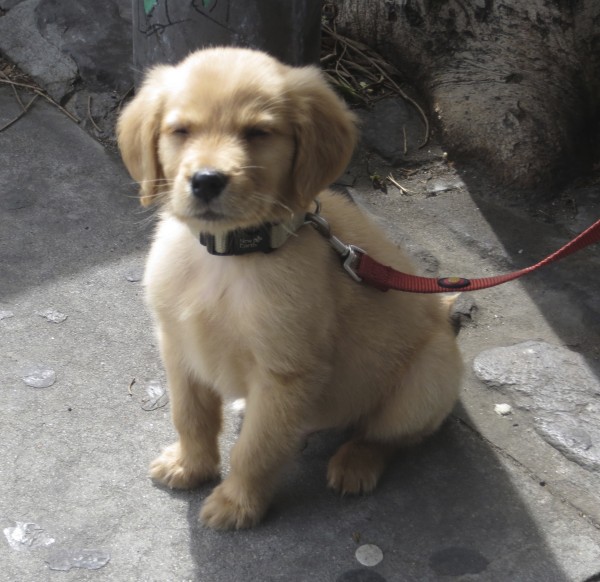 8-Week-Old Ridiculously Adorable Golden Retriever Puppy Sitting With His Eyes Closed