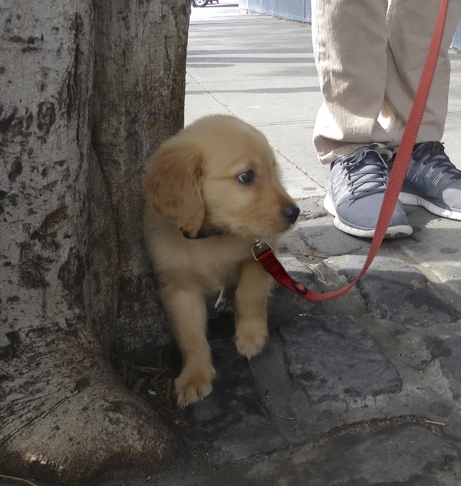 8-Week-Old Ridiculously Adorable Golden Retriever Puppy Leaning Against A Tree