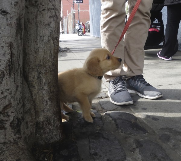 8-Week-Old Ridiculously Adorable Golden Retriever Puppy