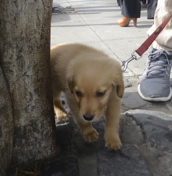 8-Week-Old Ridiculously Adorable Golden Retriever Puppy Walking Around A Tree