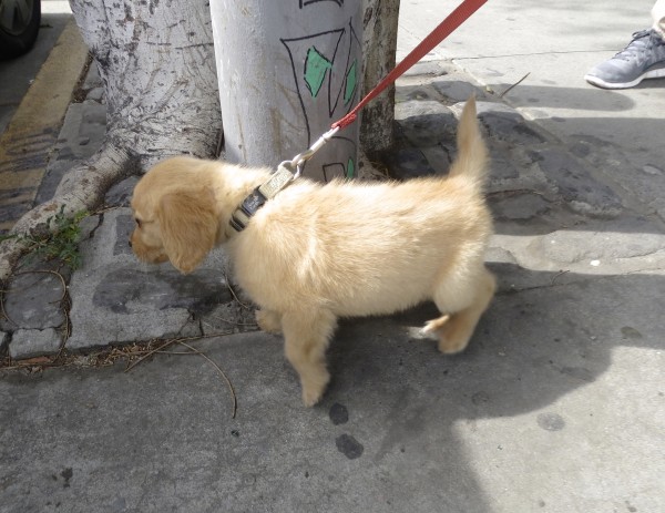 8-Week-Old Ridiculously Adorable Golden Retriever Puppy Leaning Against A Large Metal Pole