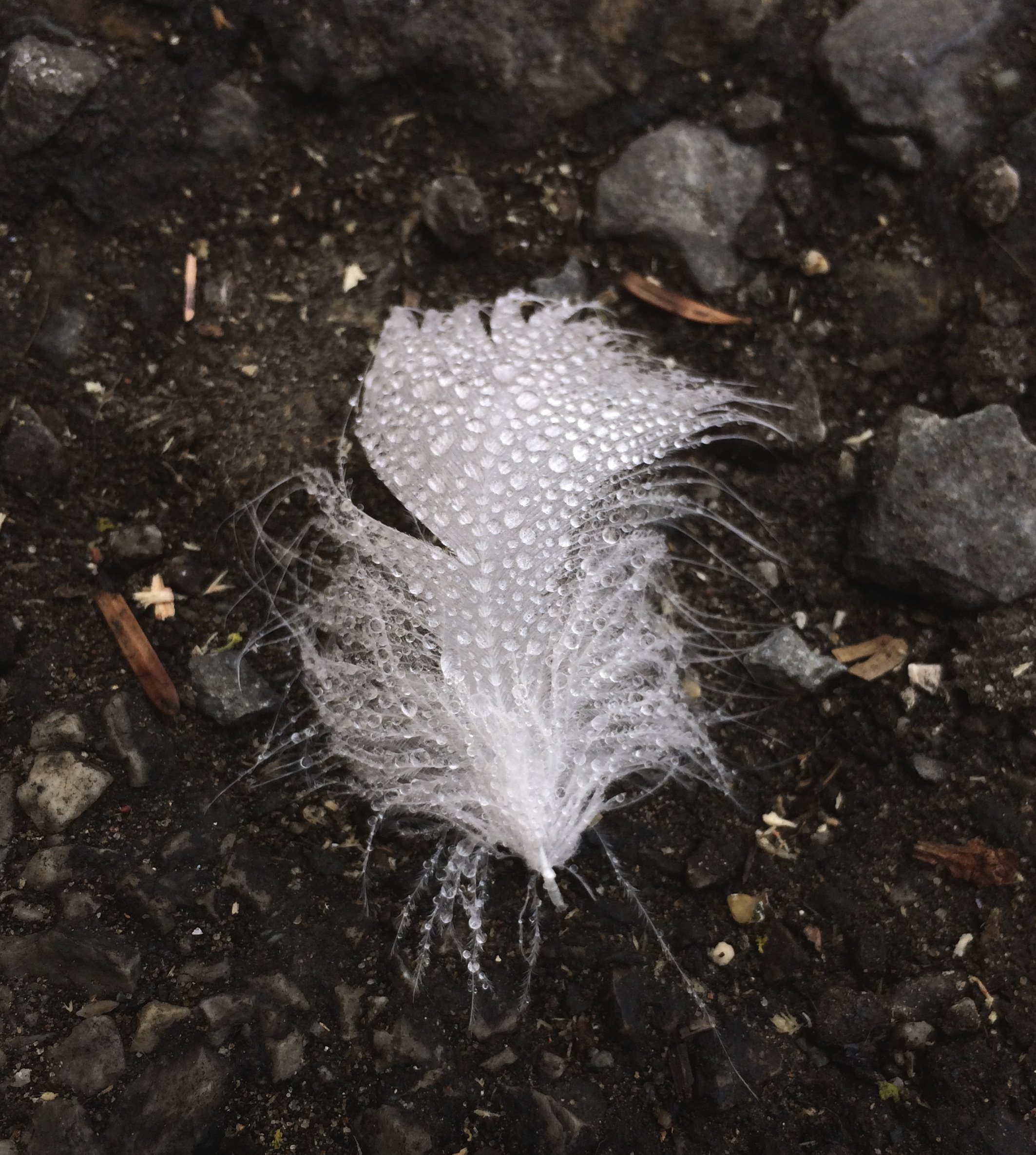 White Feather With Water Droplets