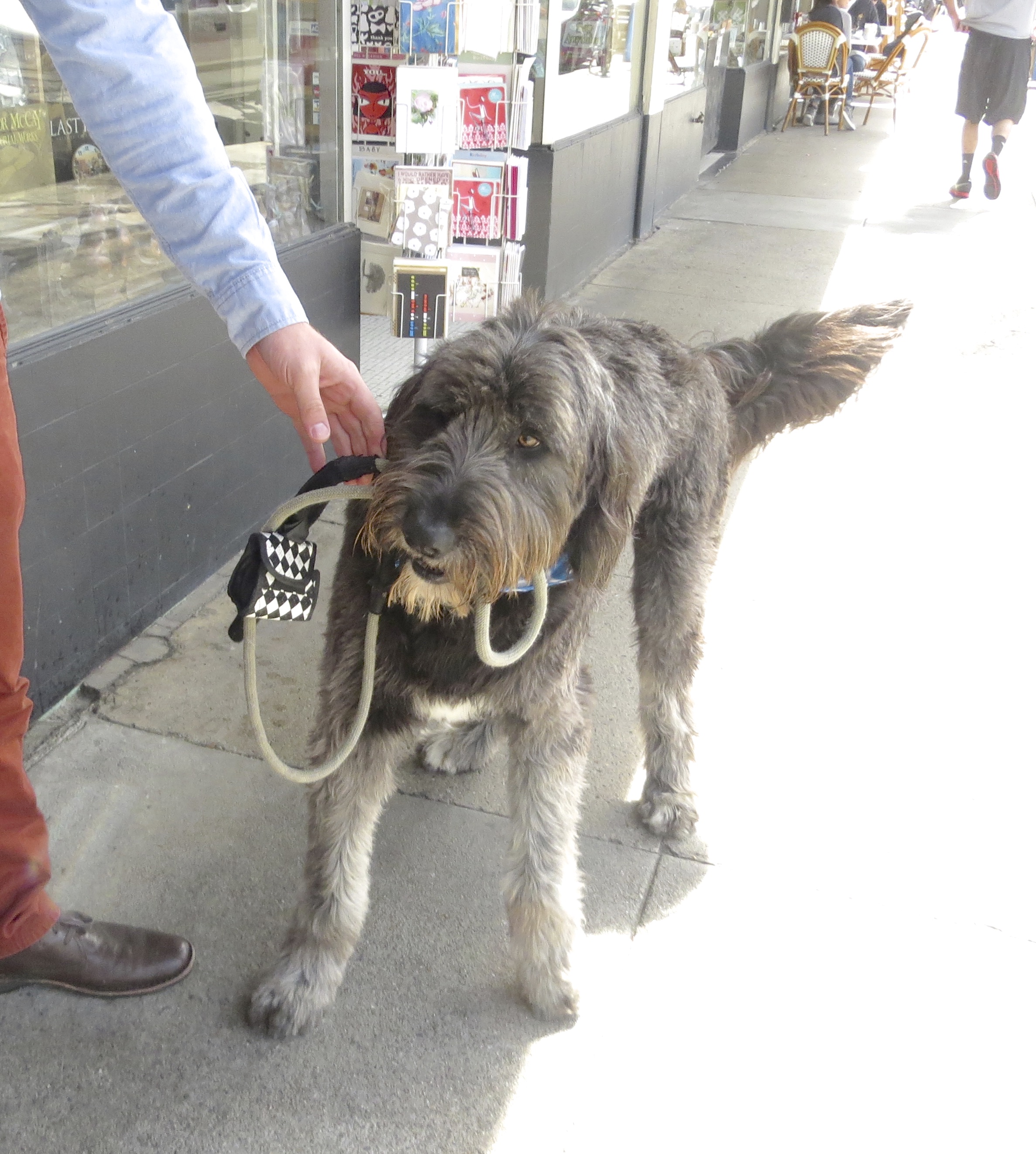 Grey Golden Retriever/Old English Sheepdog Mix With A White Spot On His Chest Holding His Own Leash In His Mouth