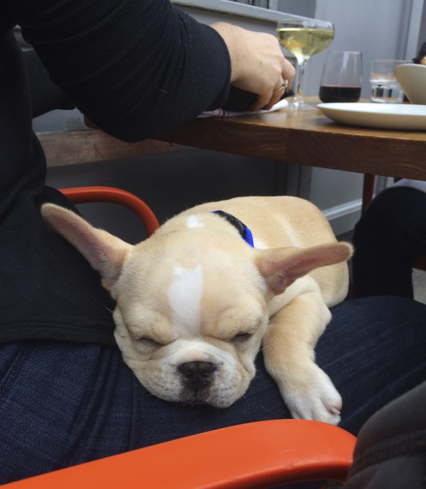 Tan-And-White Miniature French Bulldog Sleeping In A Woman's Lap