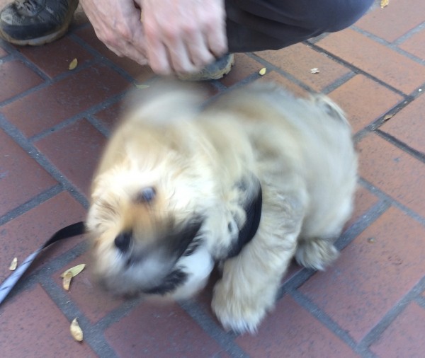Blurry Pomeranian Shih Tzu Puppy Shaking Himself