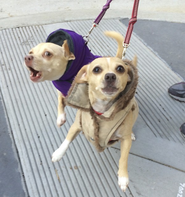Two Chihuahua Mixes In Coats Barking At The Photographer