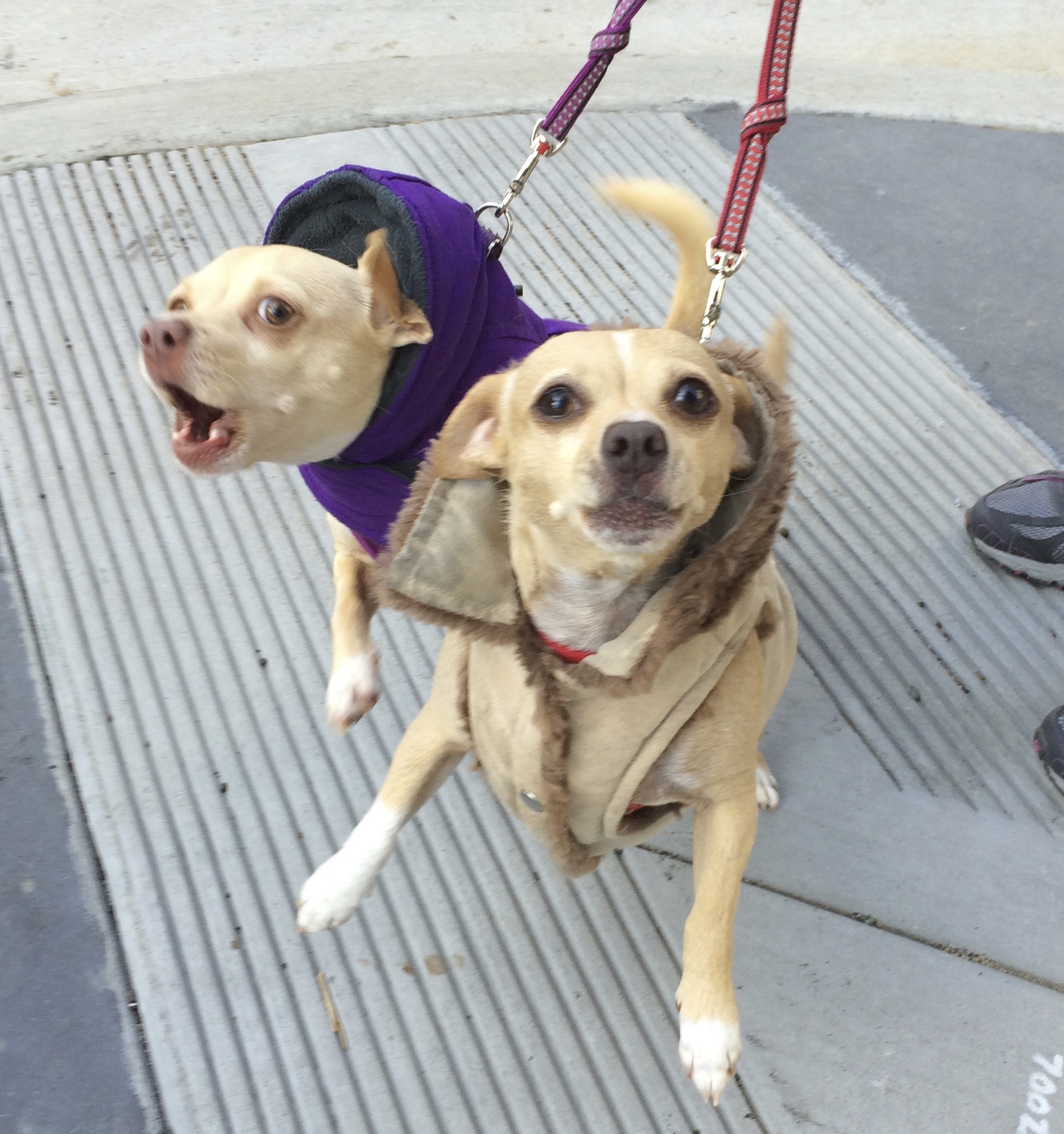 Two Chihuahua Mixes In Coats Barking At The Photographer