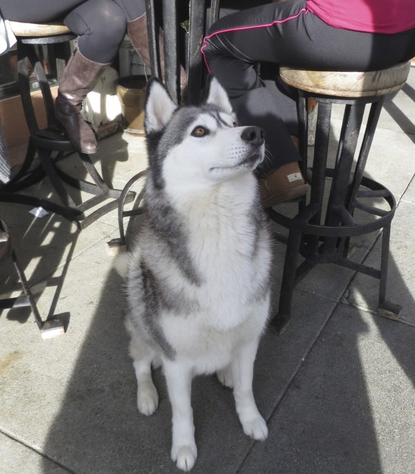 Silver Siberian Husky Sitting And Looking Attentive