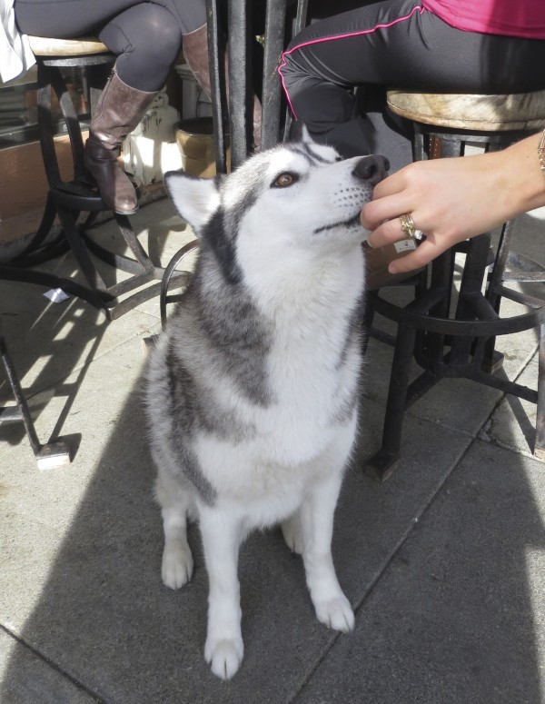 Silver Siberian Husky Eating A Treat From Mom's Hand