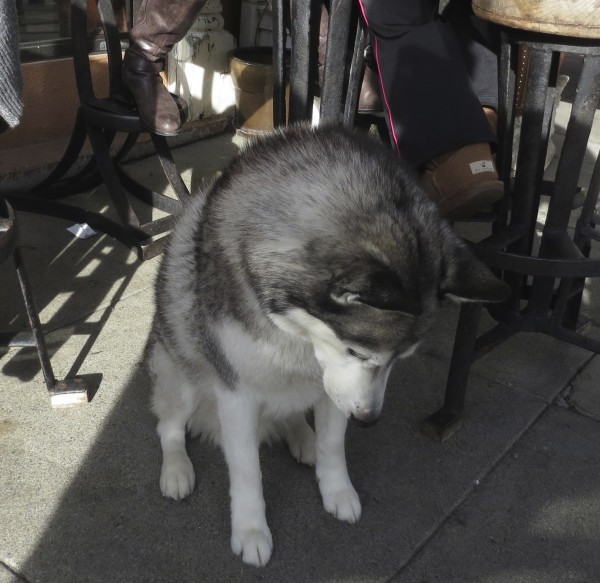 Silver Siberian Husky Sitting And Staring At The Ground