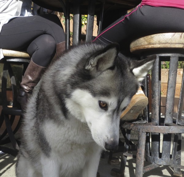Silver Siberian Husky Sitting And Staring At The Ground