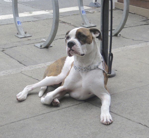 Male Brindle And White Boxer Mix Lying Down Tied To Pole