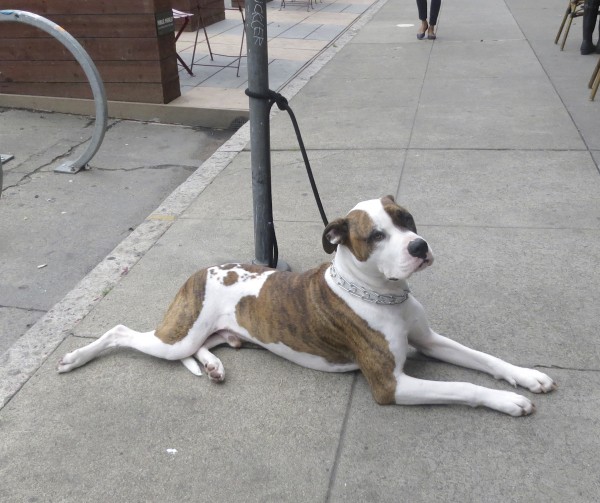 Male Brindle And White Boxer Mix Lying Down Tied To Pole