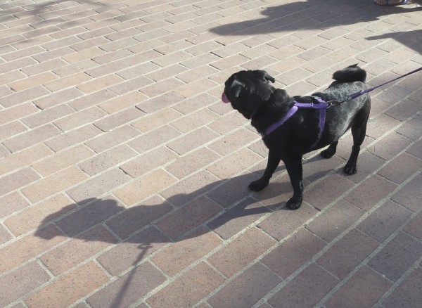 Black Pug Puppy From Behind With Tongue