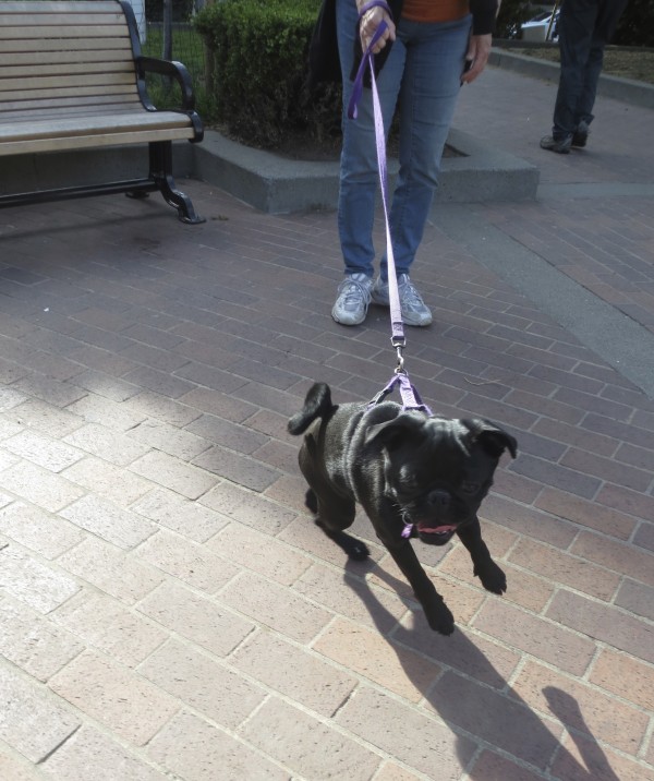 Black Pug Puppy Straining At End Of Leash