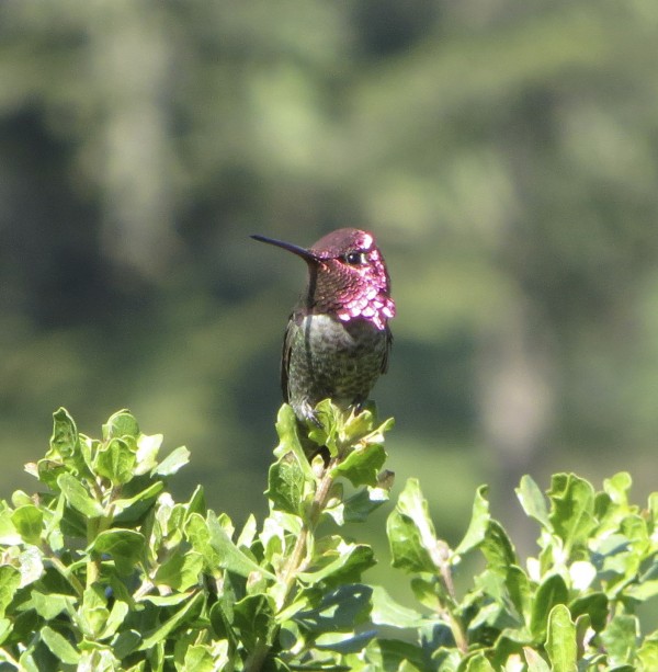 Closeup Of Male Anna's Hummingbird Perched On A Bush, Three-Quarters View, The Head Looks Partly Red