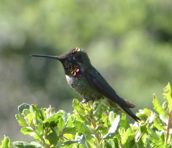 Closeup Of Male Anna's Hummingbird Perched On A Bush, Profile View, The Head Looks Black