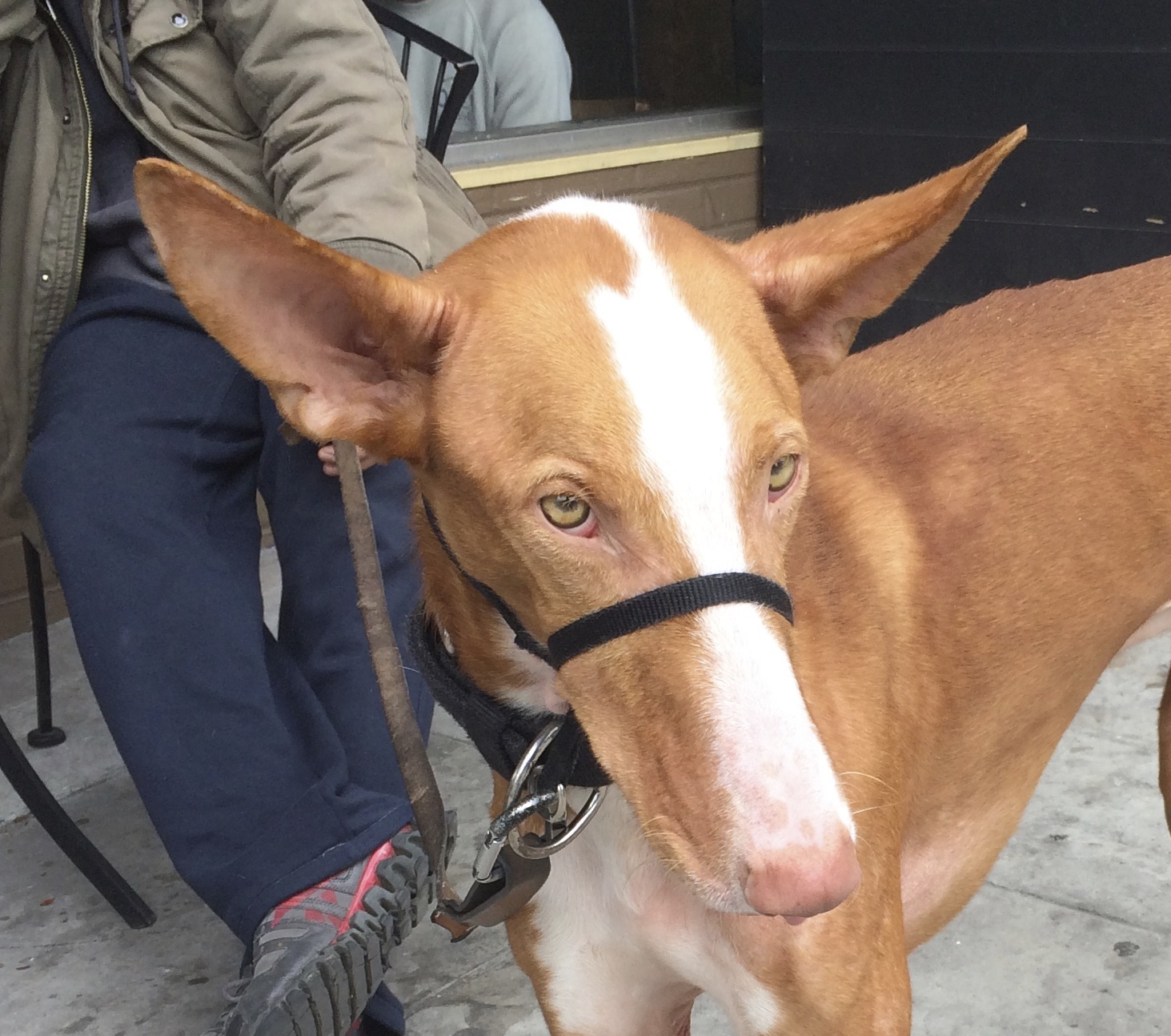 Closeup Of Red And White Ibizan Hound's Face