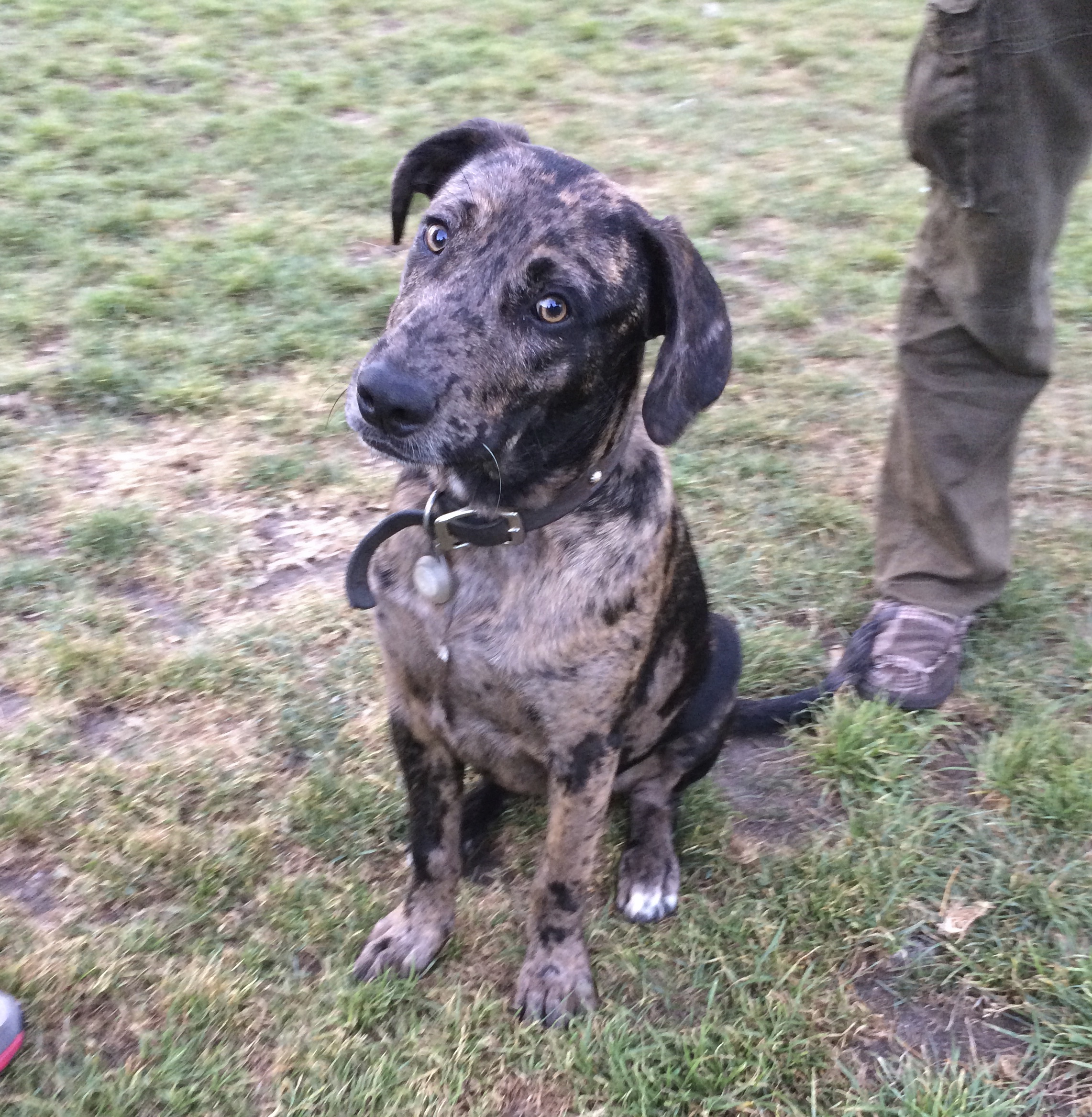 Blue Leopard Catahoula Cur Dog Tilting His Head To One Side