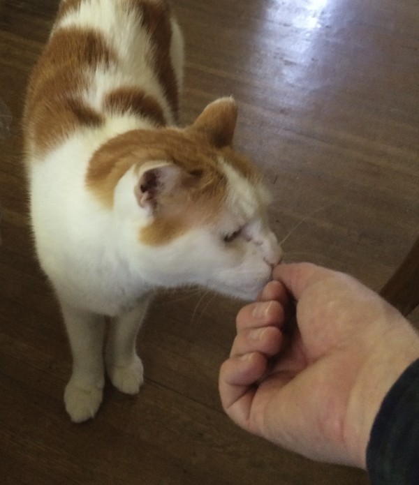 Orange And White American Shorthair Cat Sniffing My Hand