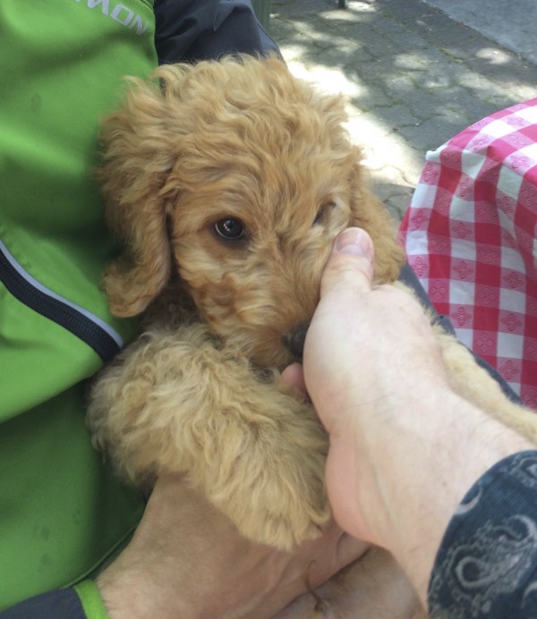 11-Week-Old Yellow Labrador Retriever Poodle Mix Puppy With Puppydog Eyes Playing With Man's Hand