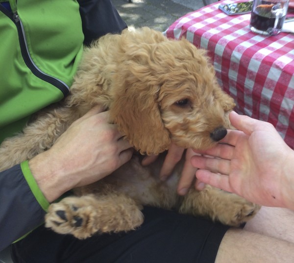 11-Week-Old Yellow Labradoodle Puppy Sprawled In Man's Lap
