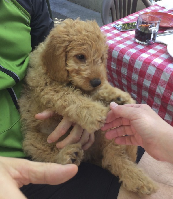 11-Week-Old Yellow Labradoodle Puppy Reaching Out His Paws To Hold A Man's Hand