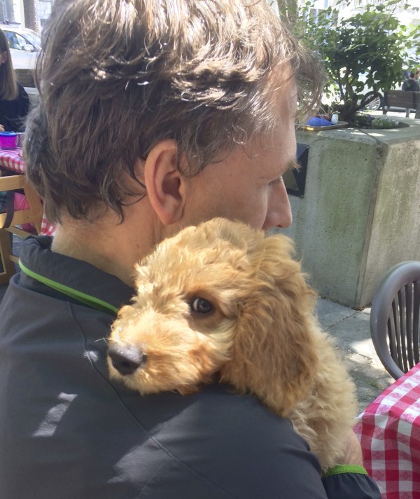 11-Week-Old Yellow Labradoodle Puppy Resting His Head On A Man's Shoulder