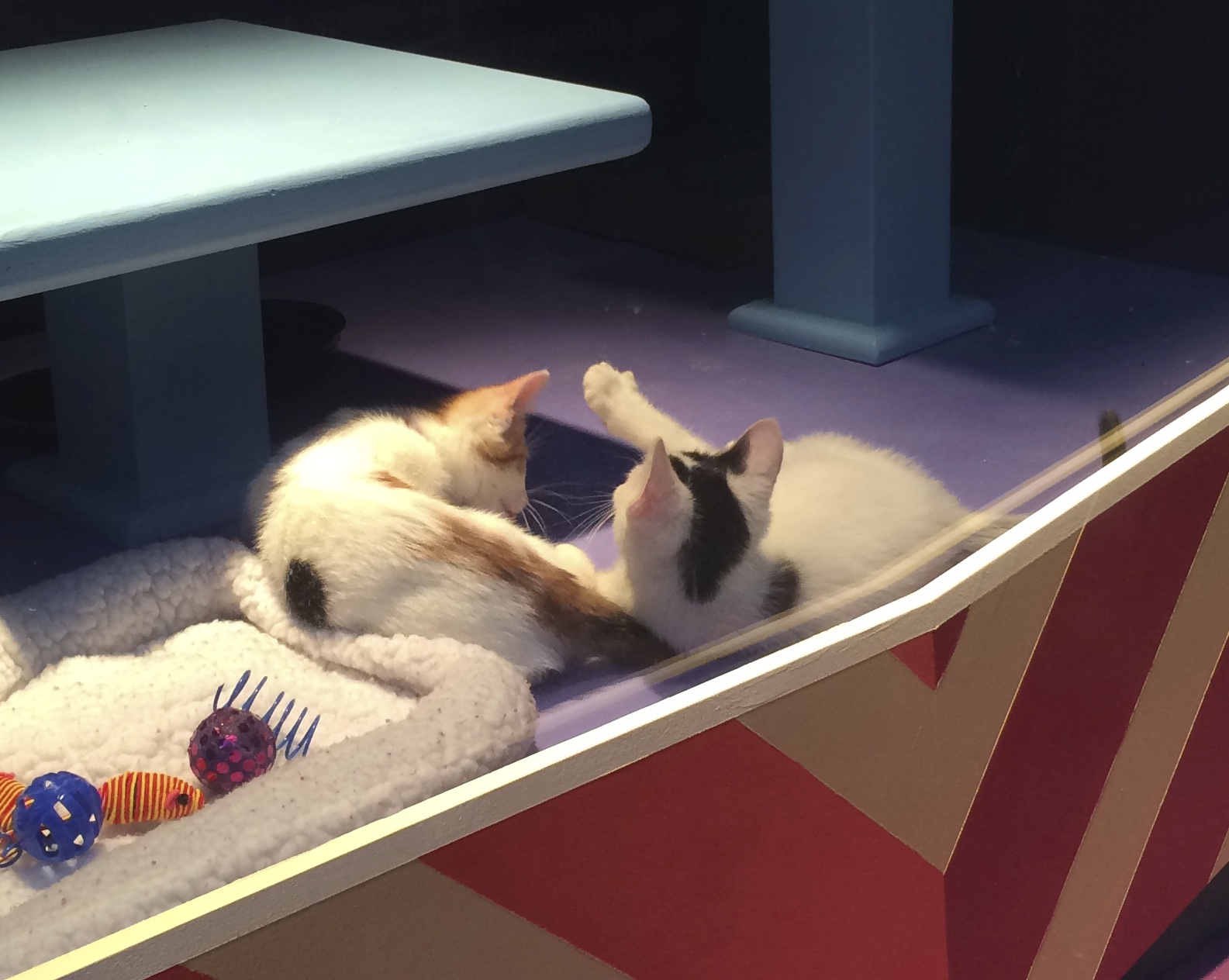 Two Calico Kittens Cuddling In A Store Window
