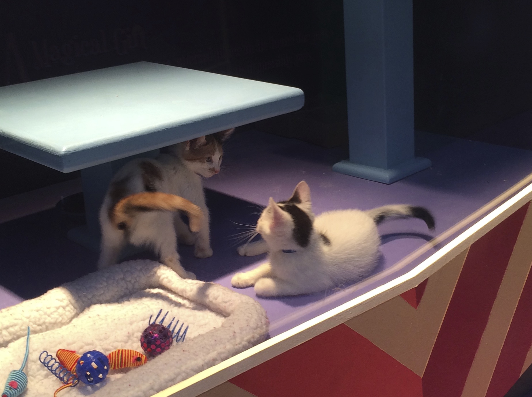 Two Calico Kittens Facing Off In A Store Window