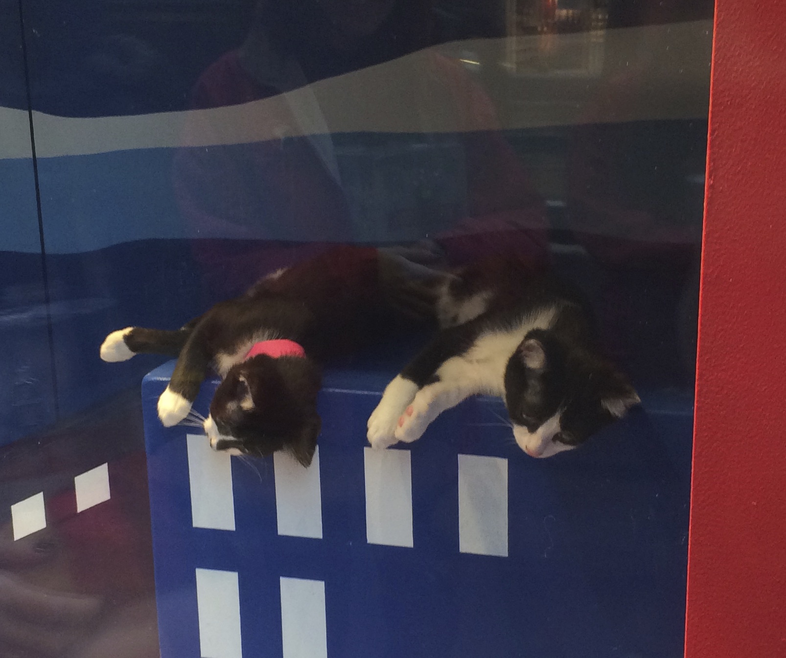 Two Tuxedo Kittens Lying Next To One Another