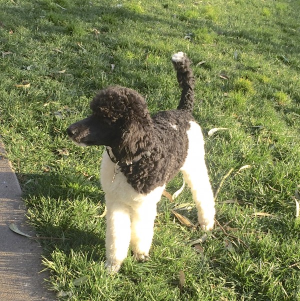 Black And White Parti Poodle