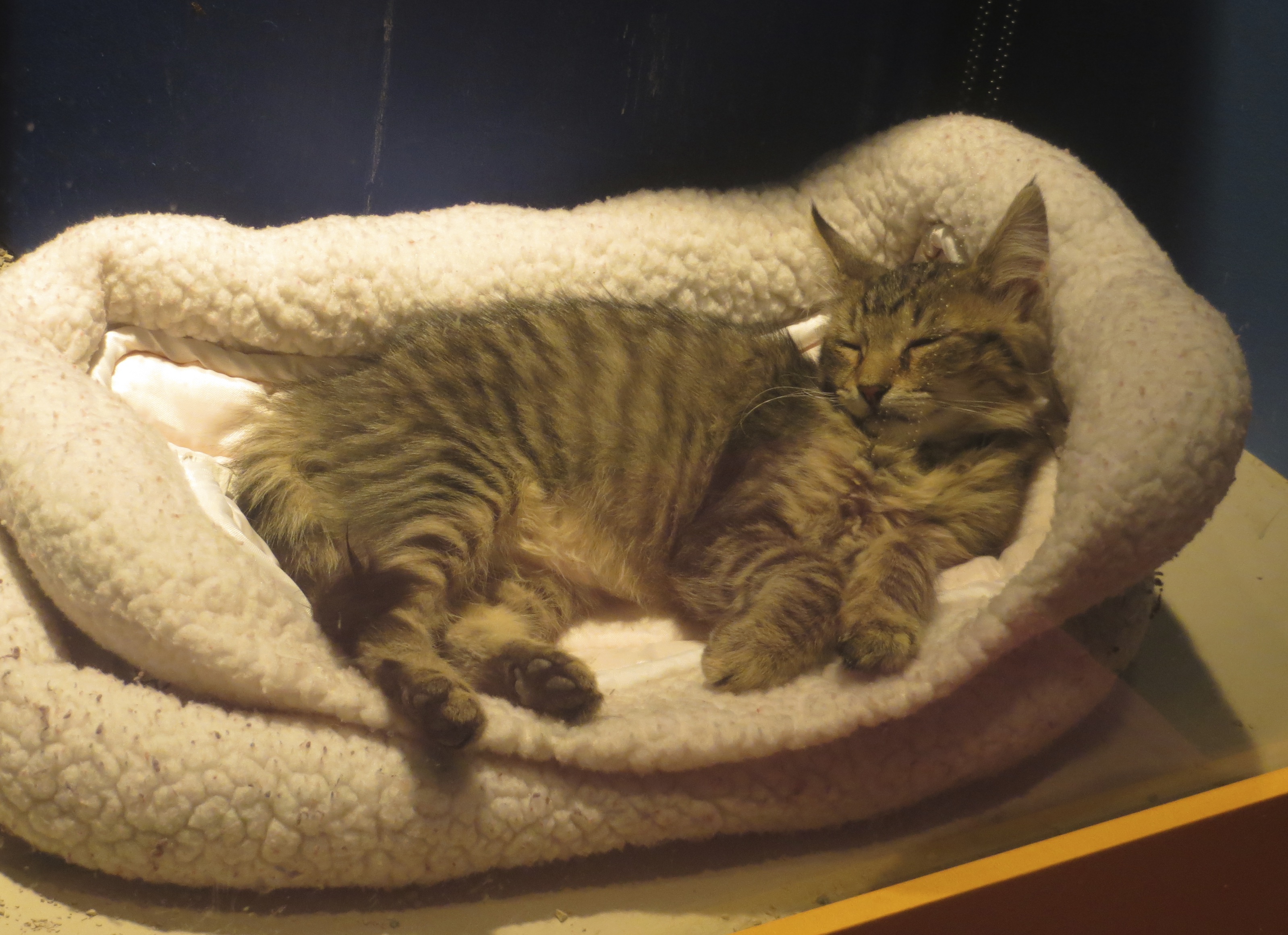 Grey Tiger Tabby Lying In Cat Bed