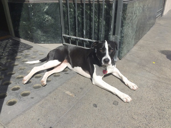 Black And White Pit Bull Mix Lying In Front Of Store