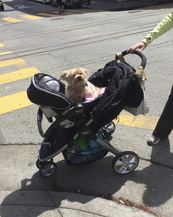 Small Yorkshire Terrier Being Pushed In A Baby Carriage