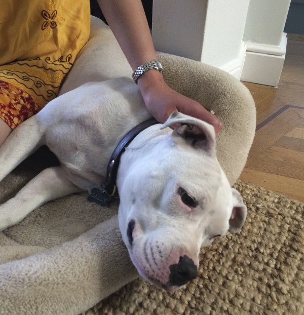White Pit Bull Lying On A Dog Bed With A Woman Petting Her