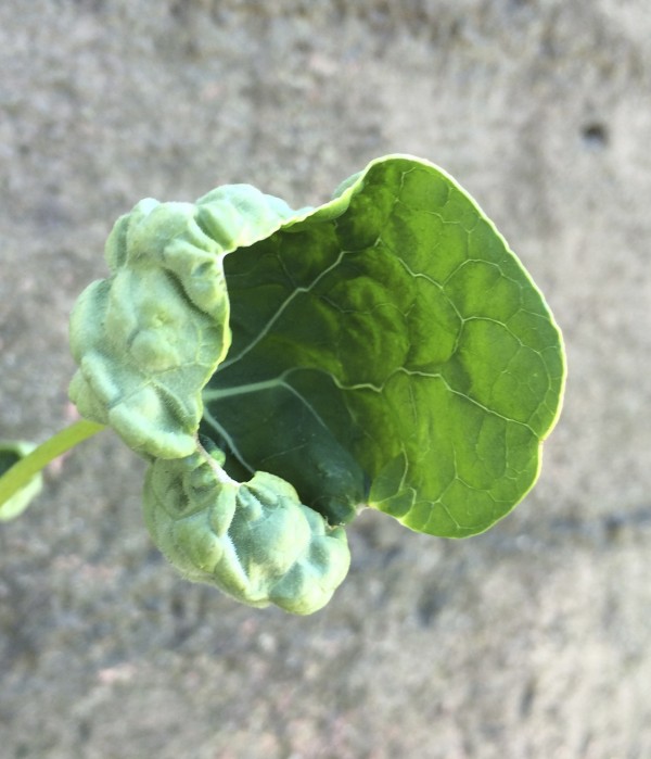 Half-Opened Nasturtium Leaf