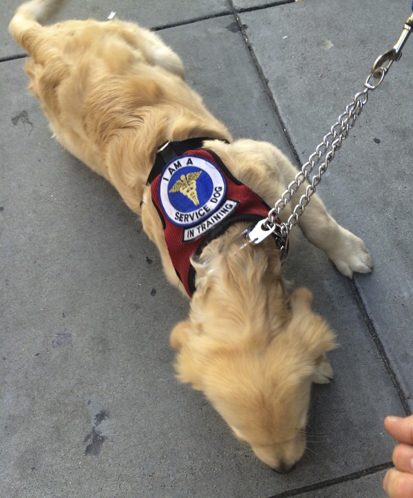 Golden Retriever Puppy In Service Dog In Training Vest