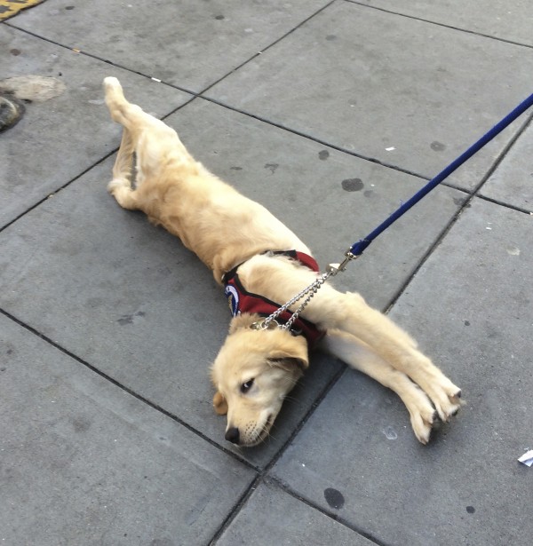 Golden Retriever Puppy In Service Dog In Training Vest Lying On His Side And Doing Dog Yoga