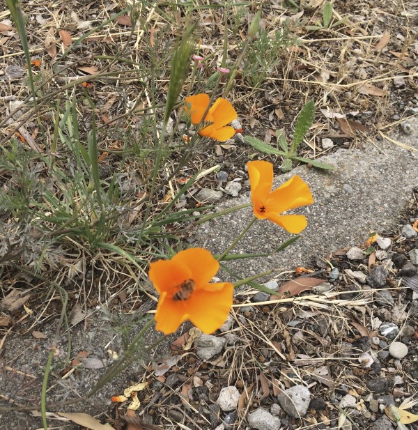 Three California Poppies, One With A Bee Inside
