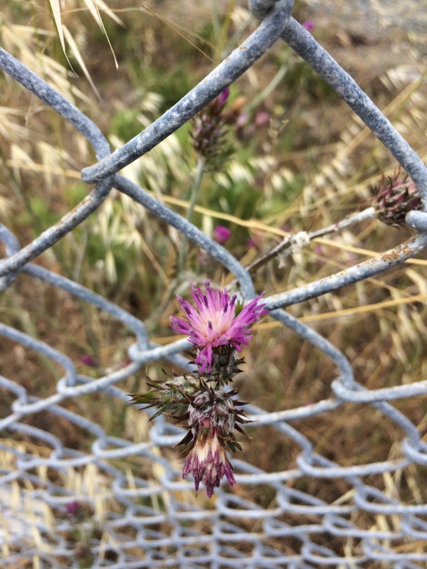 Purple Thistle Flower In Chain-Link Fence