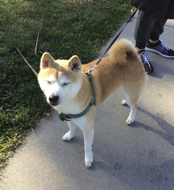 Tan And White Shiba Inu Squinting And Looking Cute