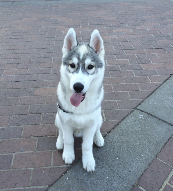Silver Husky Puppy With Pronounced Spectacle Markings