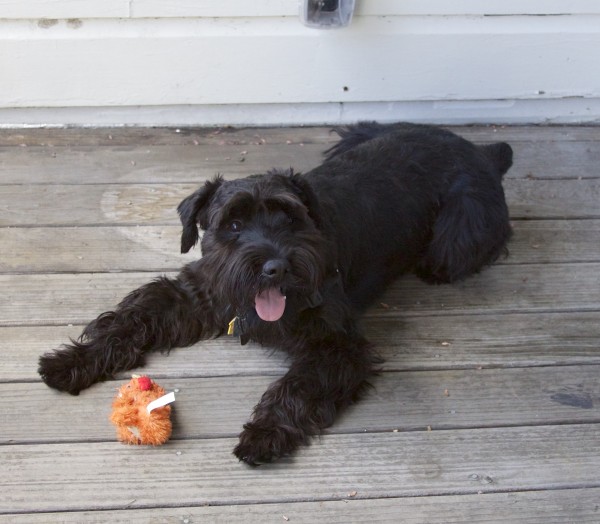 Black Standard SchnauzerLying On A Deck With A Toy