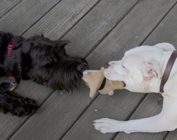Black Standard Schnauzer And White American Pit Bull Terrier Playing Tug Of War With A Stuffed Animal