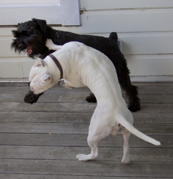 Black Standard Schnauzer And White American Pit Bull Terrier Playing 