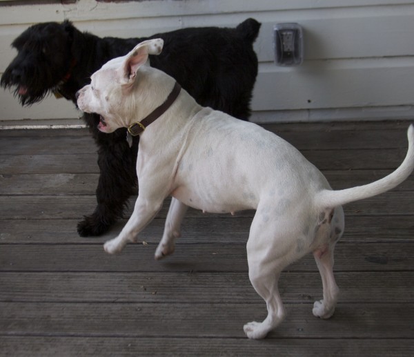 Black Standard Schnauzer And White American Pit Bull Terrier Playing 