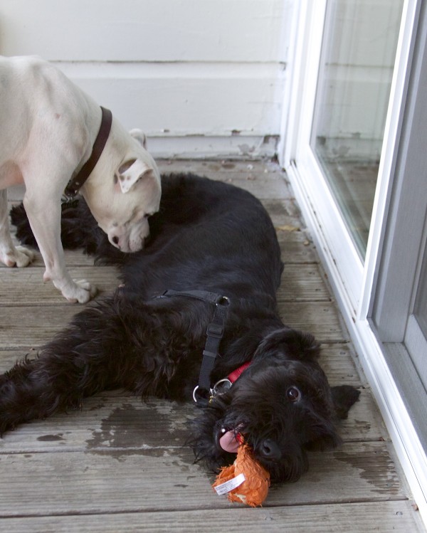 White American Pit Bull Terrier  Sniffing Black Standard Schnauzer's Tummy